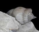 Inflated, Enrolled Isotelus Trilobite - Ohio #43126-3
